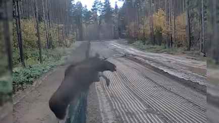 Белорусские пограничники показали, как «дикий лосось» преодолел стену на границе
