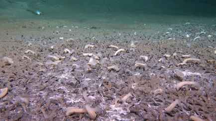 Учёные случайно нашли на дне океана «самодостаточных» червей и моллюсков