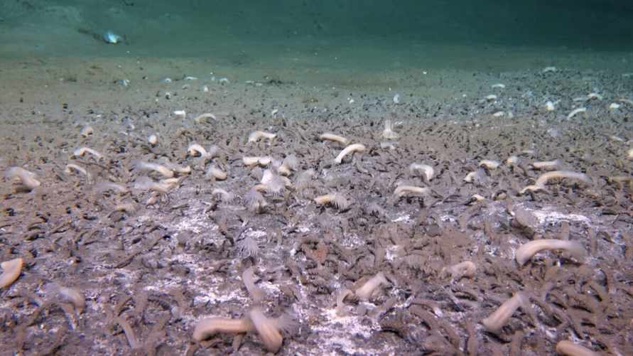 Фото: english.idsse.cas.cn