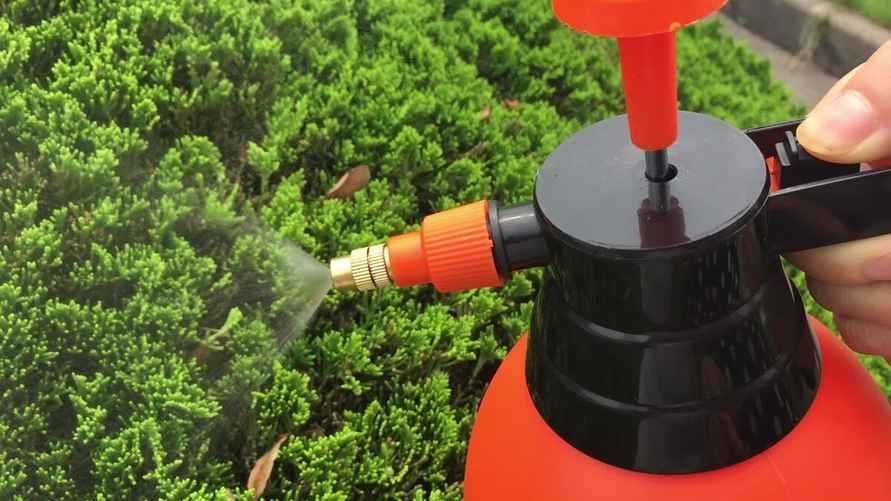 Туя не будет желтеть, если внести пару ложек этого удобрения в августе. Осенью уже будет поздно