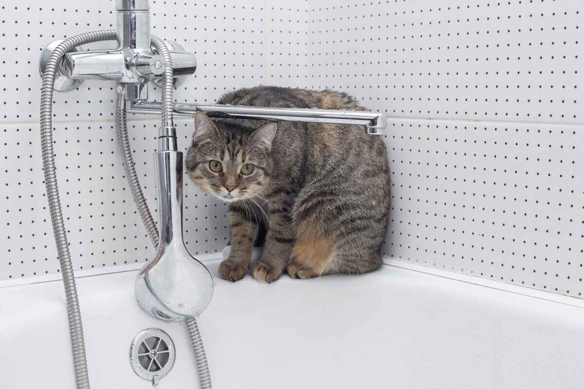 Почему коты и кошки следят за нами в ванной? На это есть минимум 10 причин