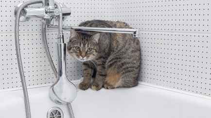 Почему коты и кошки следят за нами в ванной? На это есть минимум 10 причин