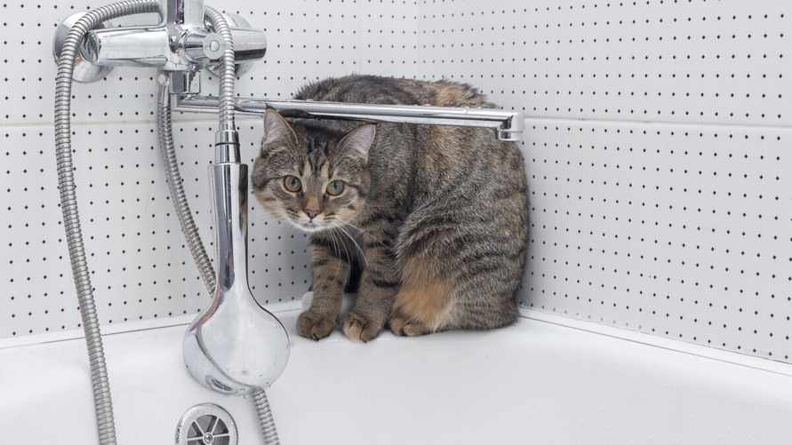 Почему коты и кошки следят за нами в ванной? На это есть минимум 10 причин