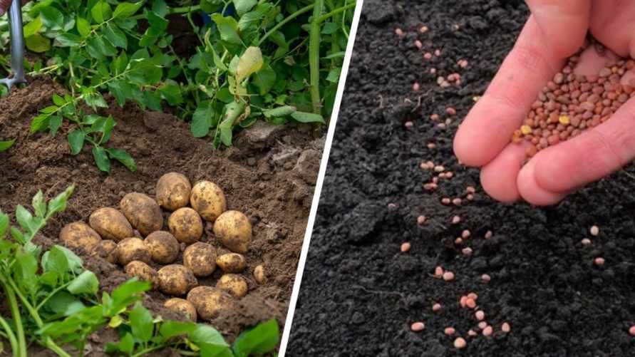Посадите на месте картошки эти 6 растений на выбор в сентябре. Урожай в 2026 году будет намного больше