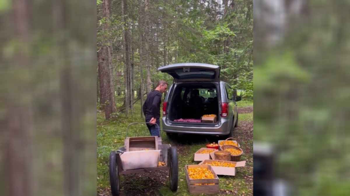 Белорус показал, где собрал более 100 кг лисичек, и позвал "помогать"