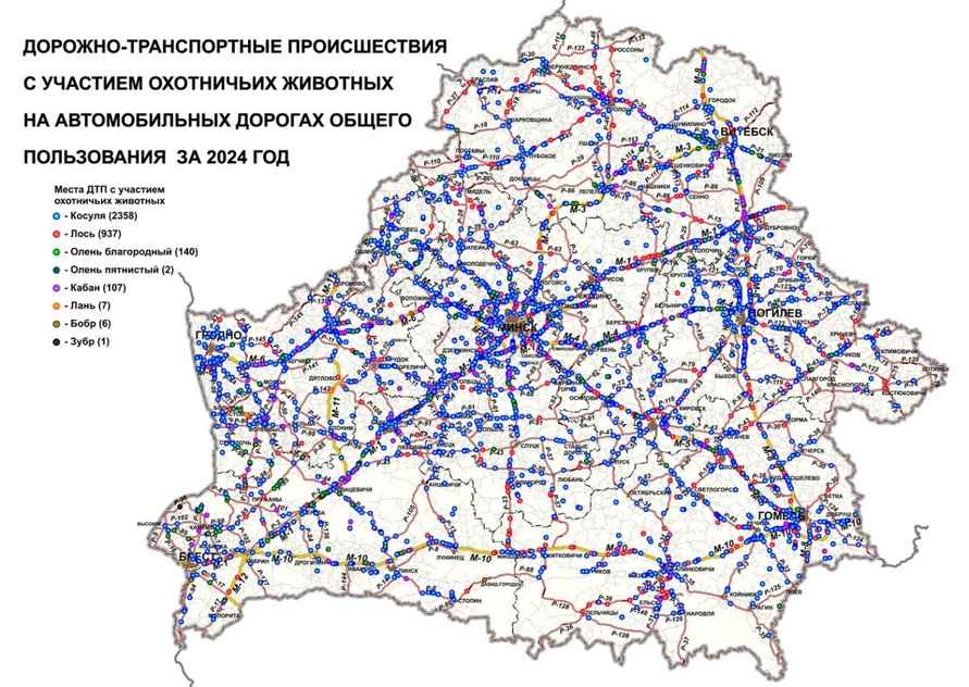 Дорожники составили карту ДТП с дикими животными и назвали 2 причины, почему участились в Беларуси
