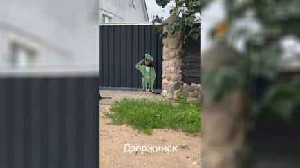 Видео белорусской собаки-«пограничника» набрало 3,4 млн просмотров в TikTok: «Это же надо придумать»