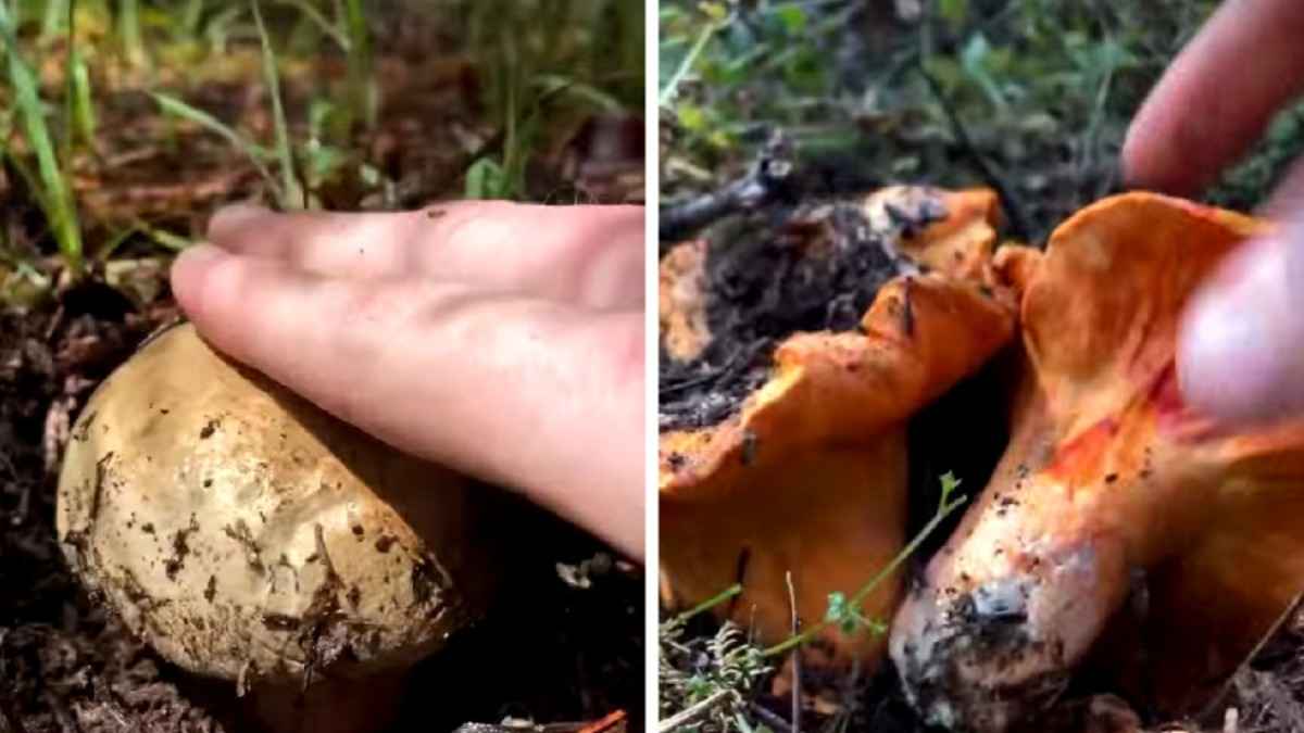 Грибники рассказали, зачем стучат по грибам перед срезанием