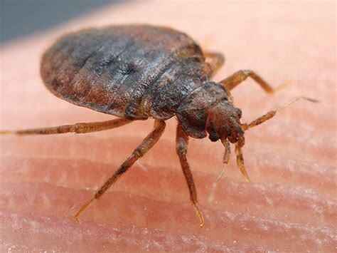 Народные методы не помогут — Дезинсекторы объяснили, почему белорусы находят клопов дома слишком поздно