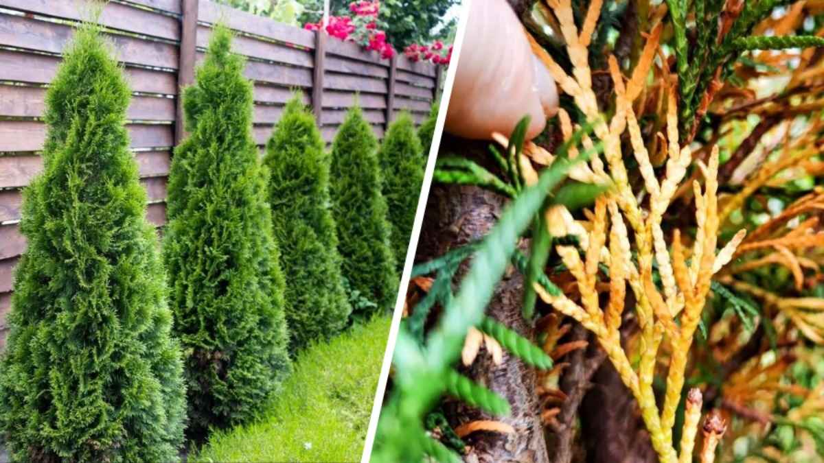 Туя не будет желтеть, если внести пару ложек этого удобрения в августе. Осенью уже будет поздно