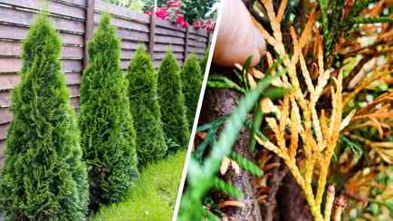 Туя не будет желтеть, если внести пару ложек этого удобрения в августе. Осенью уже будет поздно