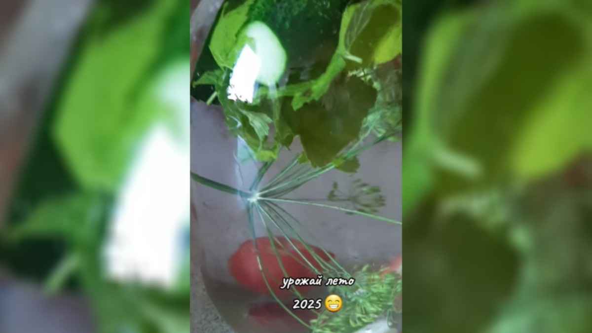 Урожай 2025 года рассмешил десятки тысяч человек в TikTok: "Зачем так плотно укладываете"