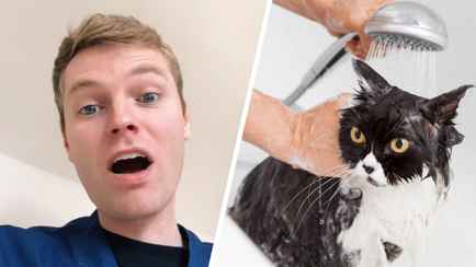 Ветеринар призвал хозяев не мыть кошек. Но назвал 2 исключения