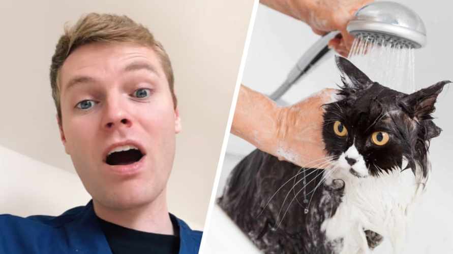 Ветеринар призвал хозяев не мыть кошек. Но назвал 2 исключения