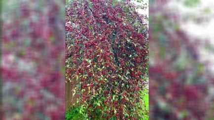 Огромный урожай вишен на одном дереве в Минске удивил сотни белорусов в TikTok