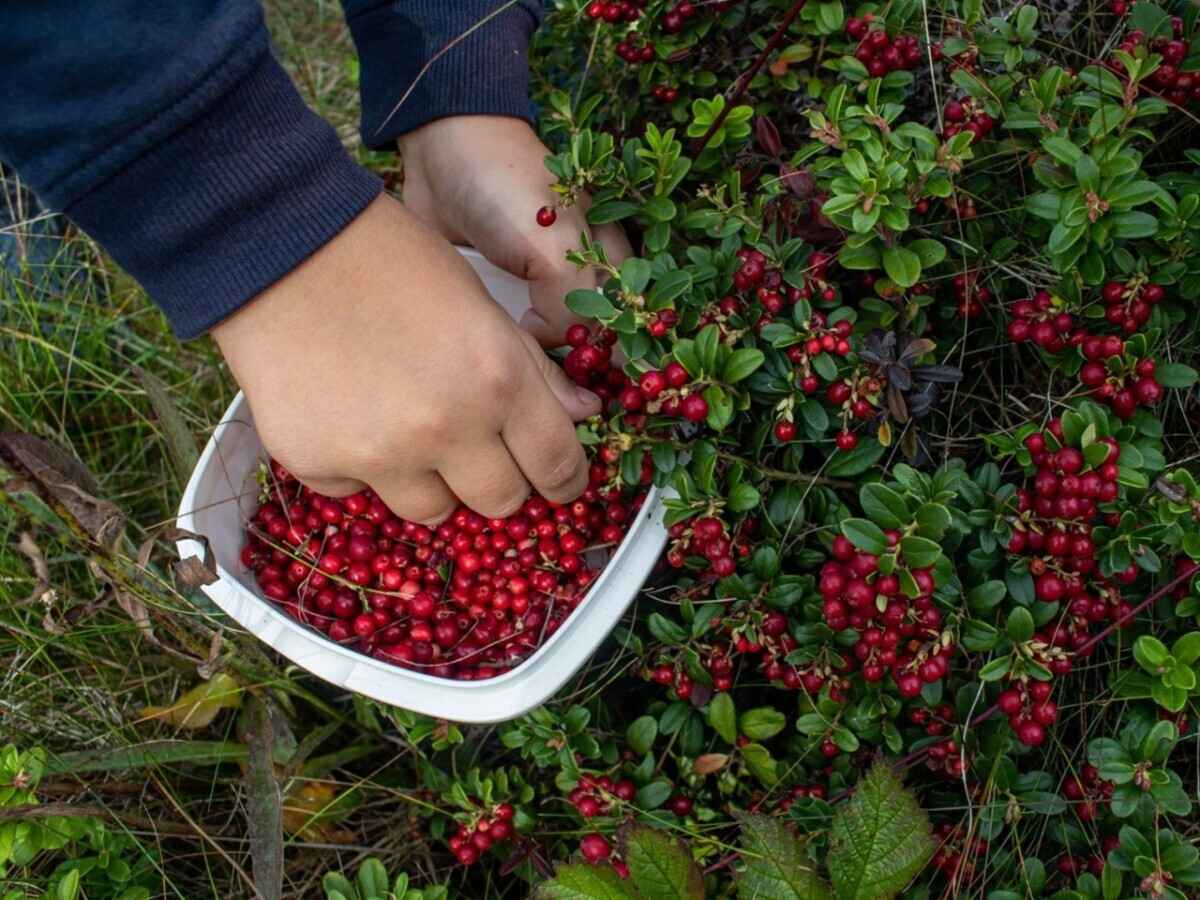 Фото иллюстрационное