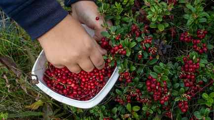 Ещё два региона Беларуси установили сроки сбора клюквы и брусники