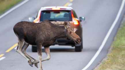 Увидели лося на дороге? В БООР дали совет, как избежать ДТП