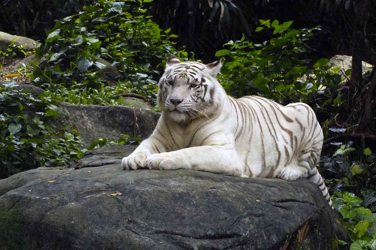 Зоопарк в Дании попросил жителей принести в жертву своих домашних питомцев