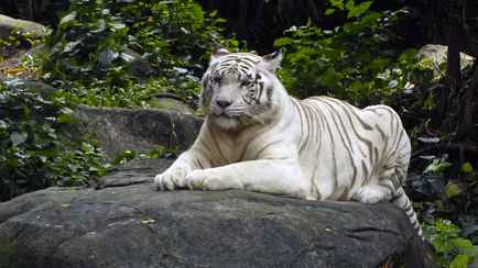 Зоопарк в Дании попросил жителей принести в жертву своих домашних питомцев