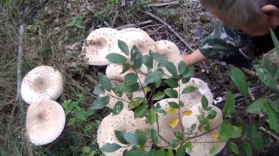 Скриншот видео