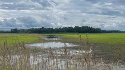 Министерство сельского хозяйства Латвии потребовало ввести режим ЧП