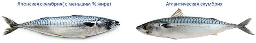 Покупательница пожаловалась на «не тот рисунок» скумбрии белорусского производителя. В чём нюанс?