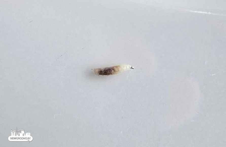 Белорусы пожаловались на пиво с личинками в одном из баров Гродно