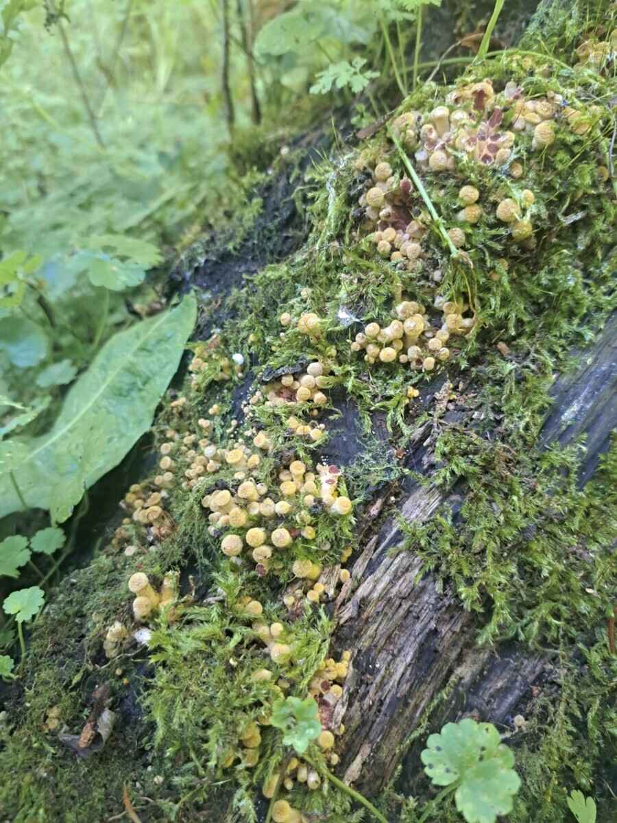 Лезут, родненькие — Белорусы показали, какие грибы собрали в первые дни осени. Где нашли россыпь опят?