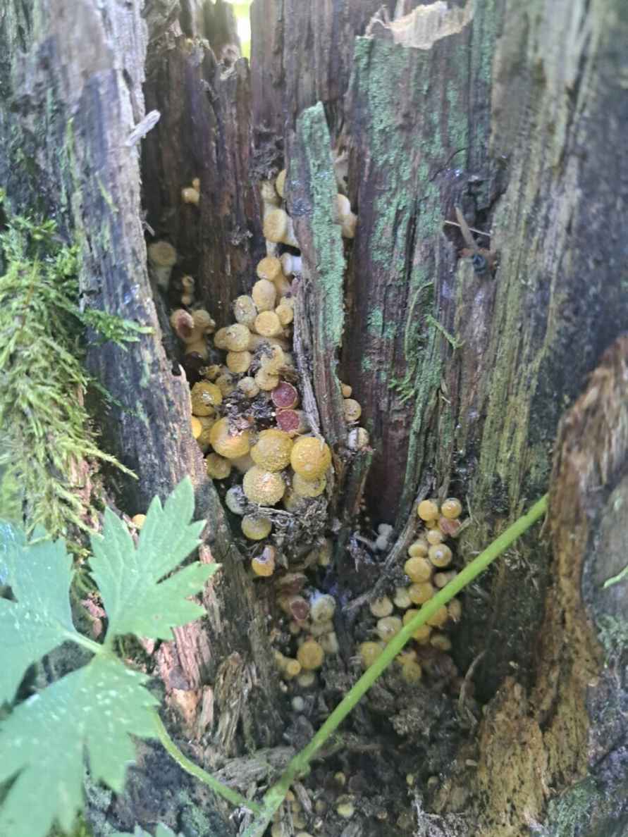 Лезут, родненькие — Белорусы показали, какие грибы собрали в первые дни осени. Где нашли россыпь опят?