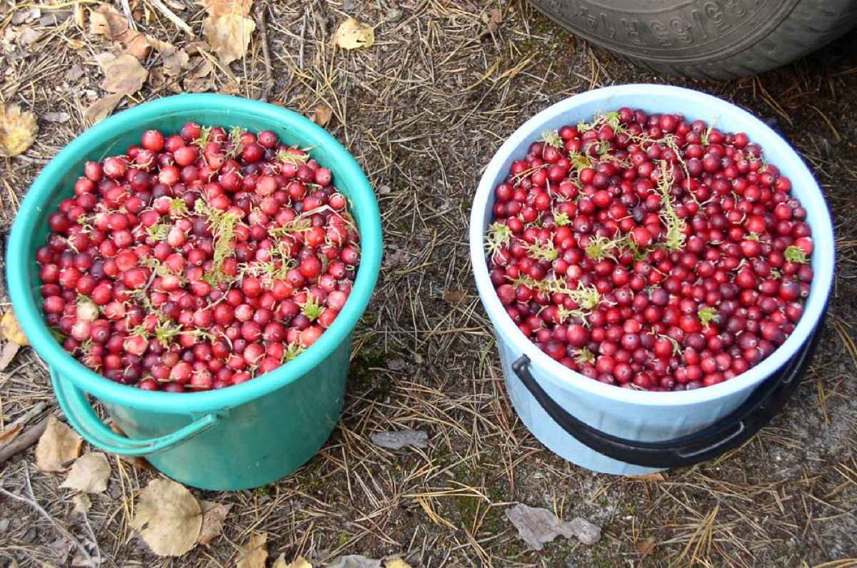 По всей Беларуси разрешили собирать клюкву. Как быстро перебрать ягоды?