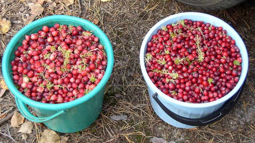 По всей Беларуси разрешили собирать клюкву. Как быстро перебрать ягоды?