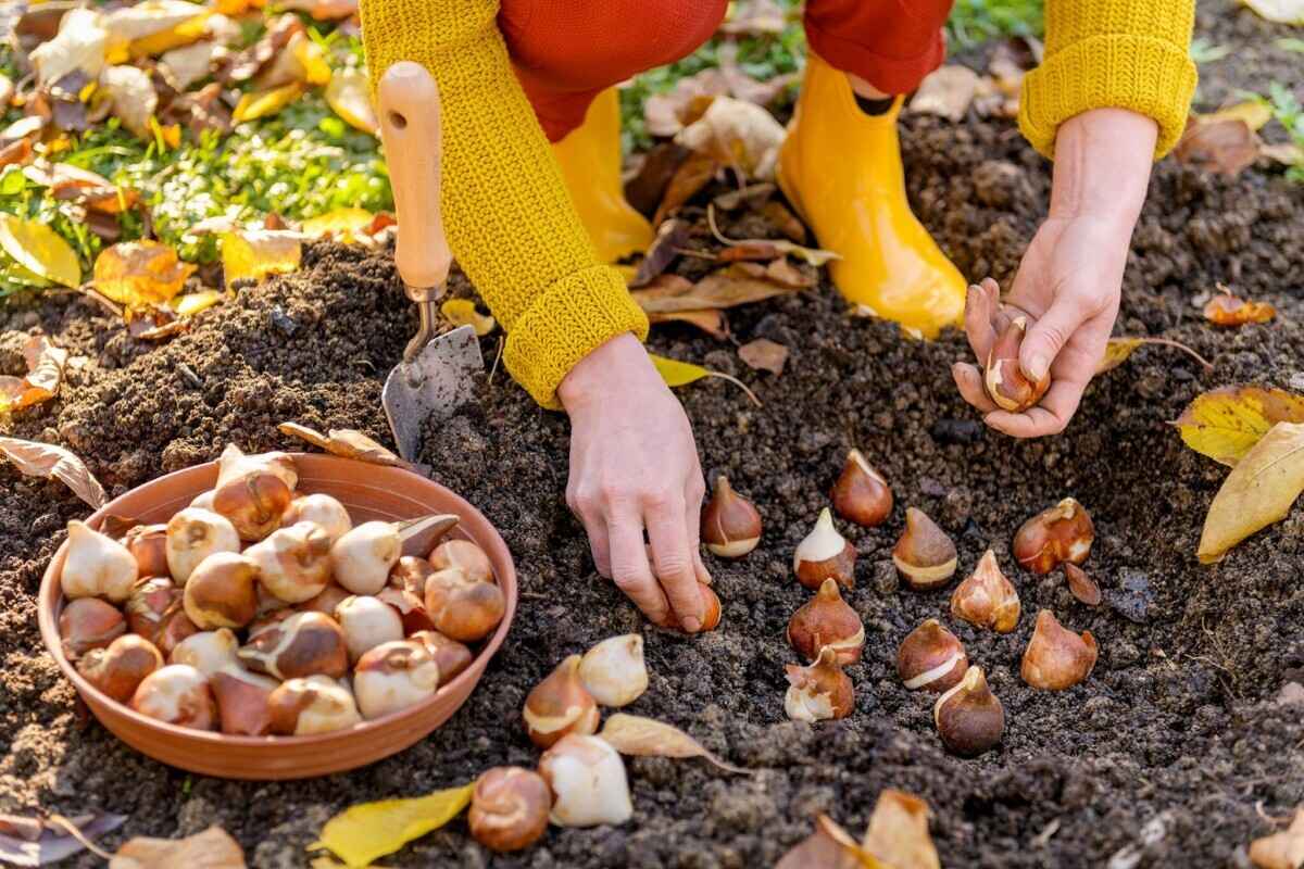 Ни в коем случае не делайте так при посадке луковичных этой осенью. Садоводы назвали 5 ошибок