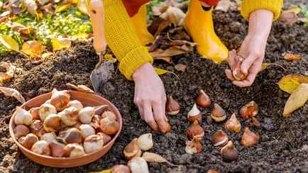 Ни в коем случае не делайте так при посадке луковичных этой осенью. Садоводы назвали 5 ошибок
