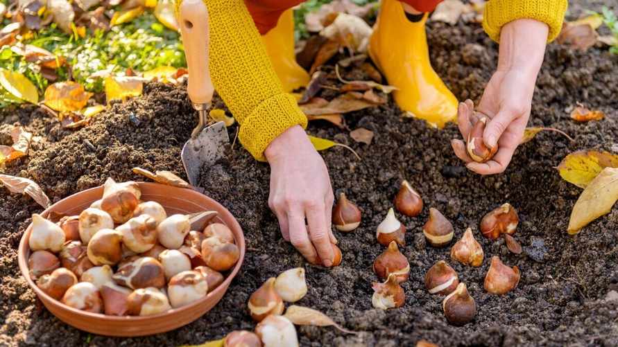 Ни в коем случае не делайте так при посадке луковичных этой осенью. Садоводы назвали 5 ошибок