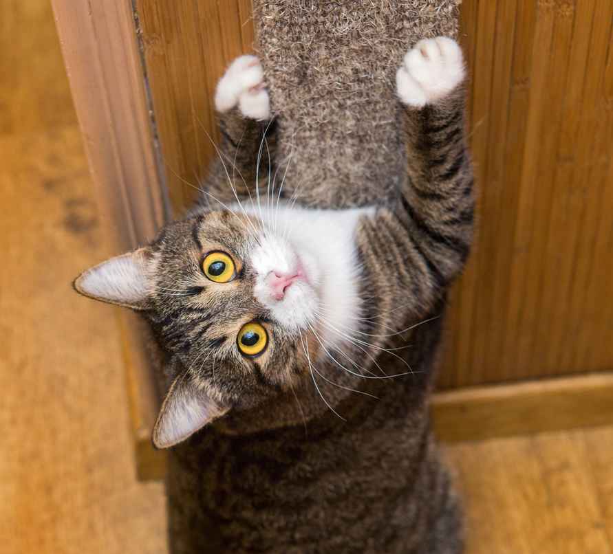 Почему коты скребутся в дверь? Вот как отучить и когда нужно обратиться к ветеринару