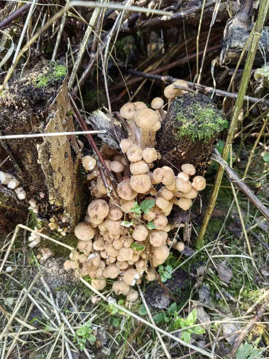 Лезут, родненькие — Белорусы показали, какие грибы собрали в первые дни осени. Где нашли россыпь опят?