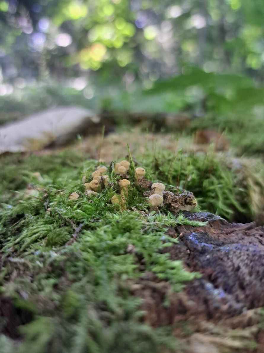 Лезут, родненькие — Белорусы показали, какие грибы собрали в первые дни осени. Где нашли россыпь опят?