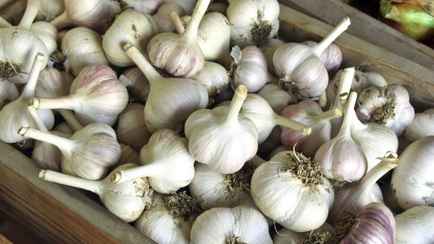 Чеснок не испортится до следующего лета, если сделаете так. Зачем нужна соль?