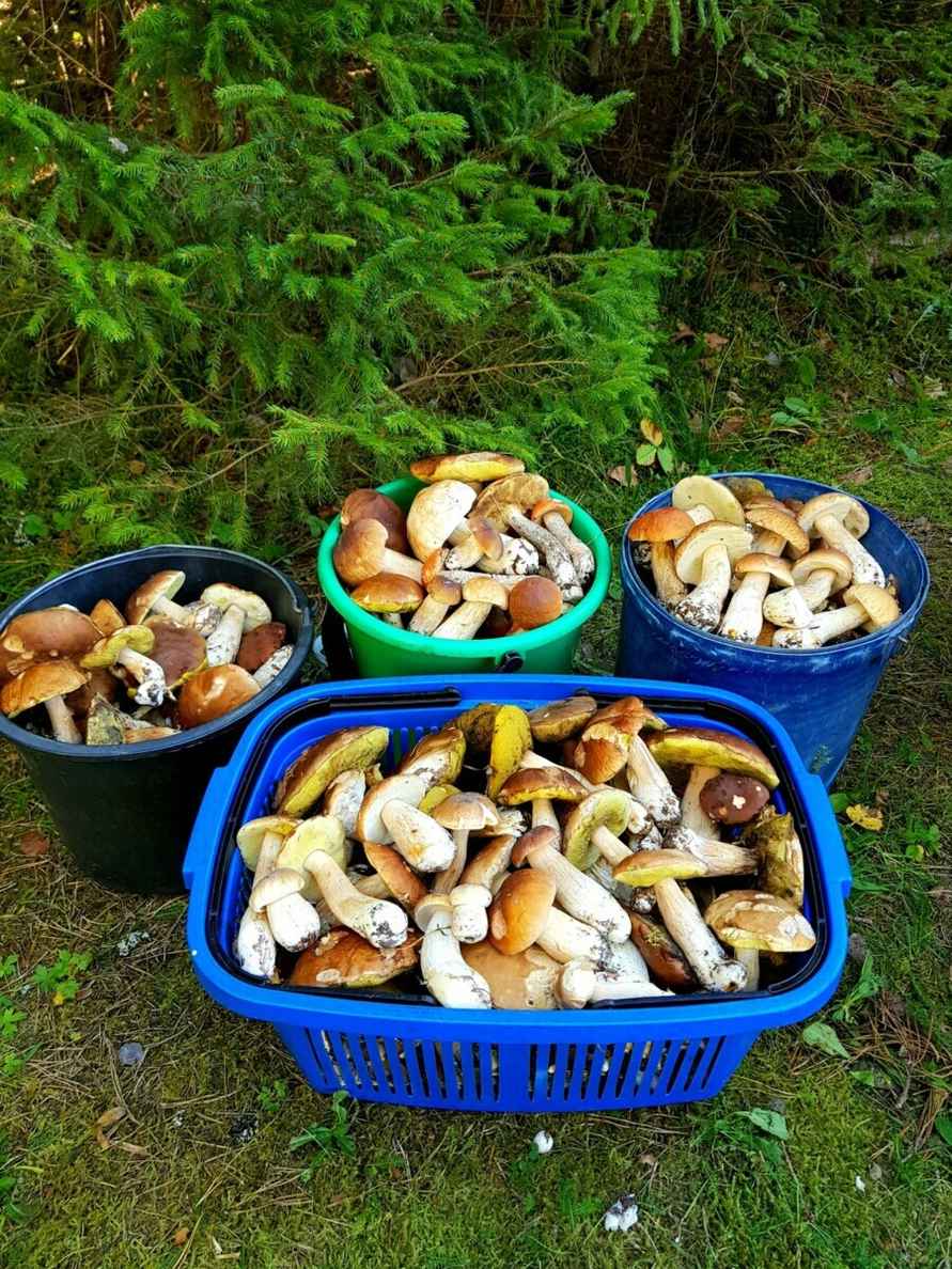 Лезут, родненькие — Белорусы показали, какие грибы собрали в первые дни осени. Где нашли россыпь опят?