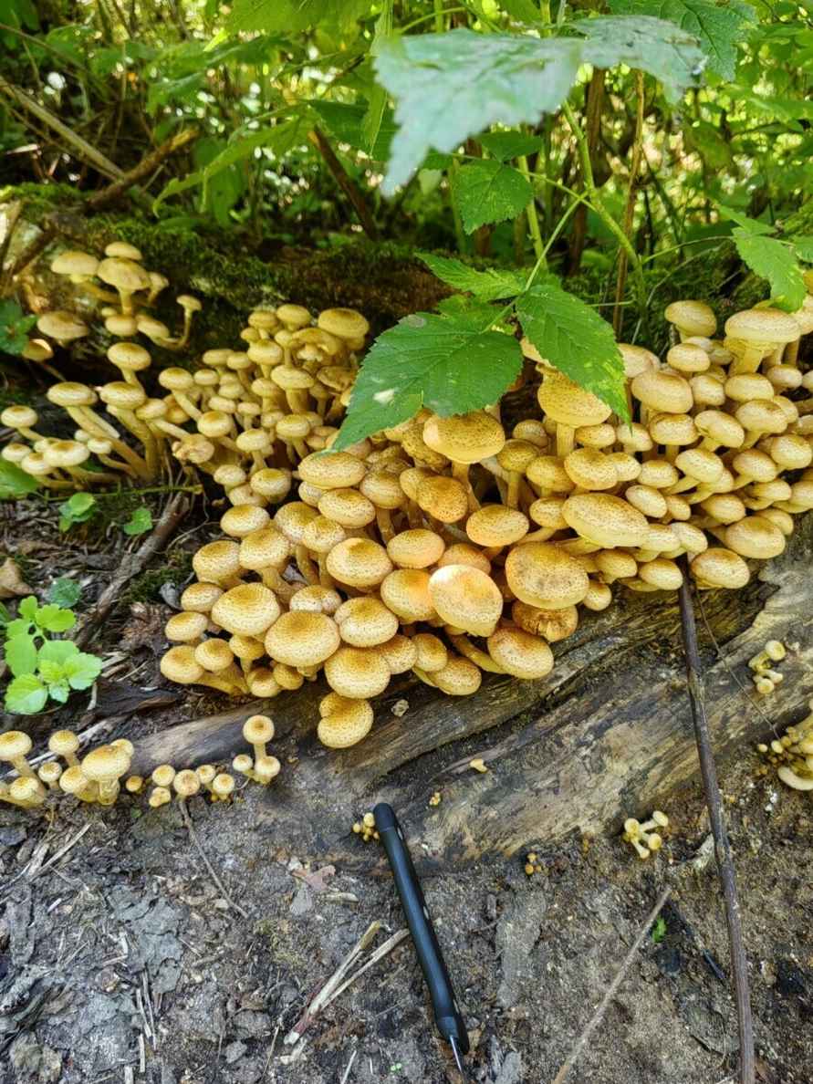 Лезут, родненькие — Белорусы показали, какие грибы собрали в первые дни осени. Где нашли россыпь опят?