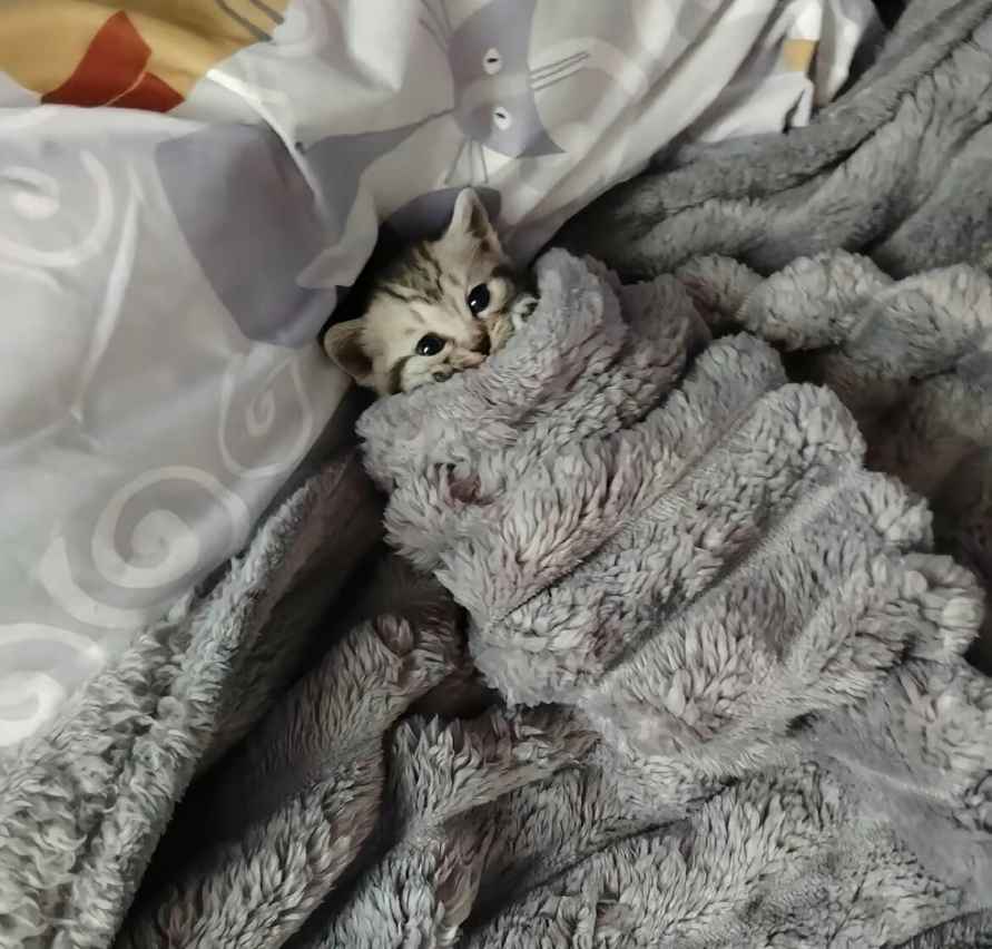 Эти 15 забавных котов заставили интернет умиляться и смеяться в голос