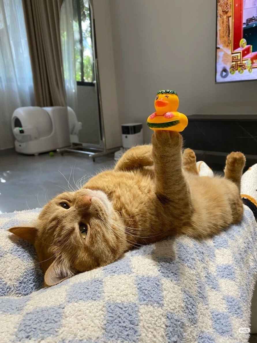 Эти 15 забавных котов заставили интернет умиляться и смеяться в голос