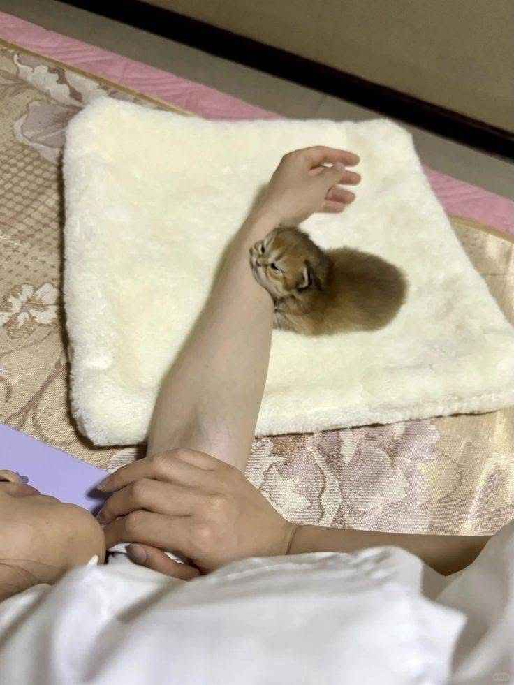 Эти 15 забавных котов заставили интернет умиляться и смеяться в голос