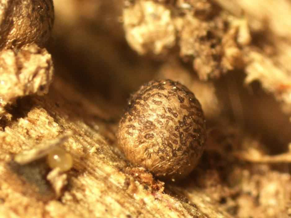 В Беловежской пуще открыли новый живой организм