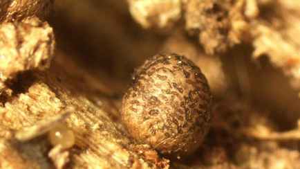 В Беловежской пуще открыли новый живой организм