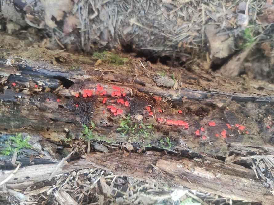 В Беловежской пуще открыли новый живой организм