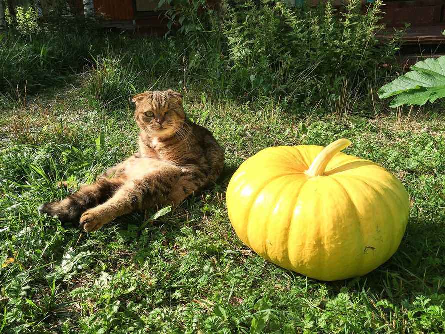 Эти 6 примет указывают, что тыква созрела. А зачем понадобится пенопласт?