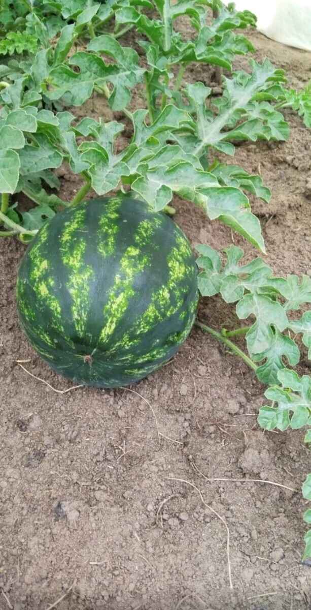 Белоруска показала «обидный» урожай арбузов. В комментариях тут же похвастались своим