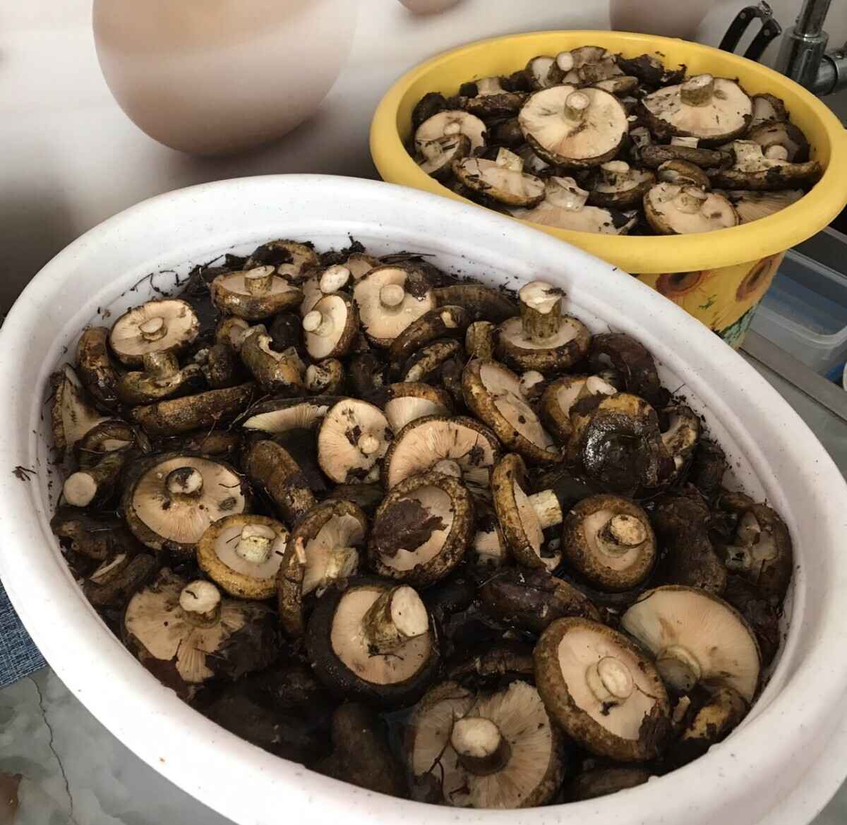 Лезут, родненькие — Белорусы показали, какие грибы собрали в первые дни осени. Где нашли россыпь опят?